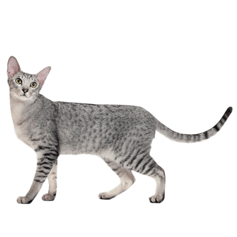 Oriental Shorthair