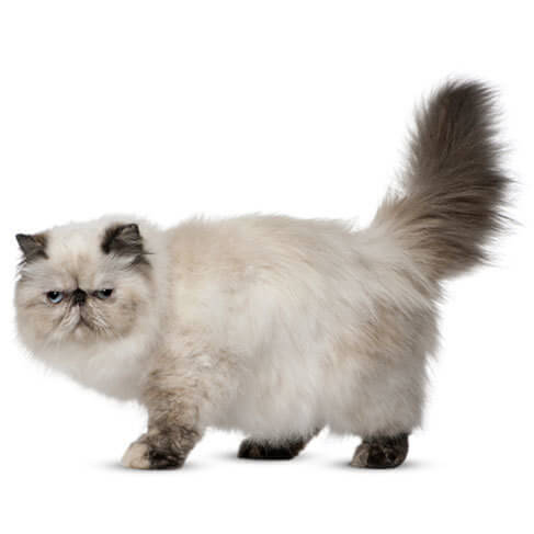 Persian Cat Personality Temperament And Lifespan Petplan
