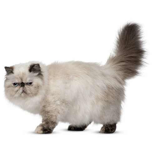 information about persian cats