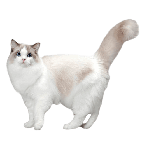 Ragdoll: Personality, Diet, Grooming, Training