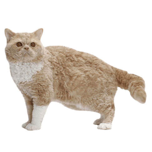 Selkirk Rex