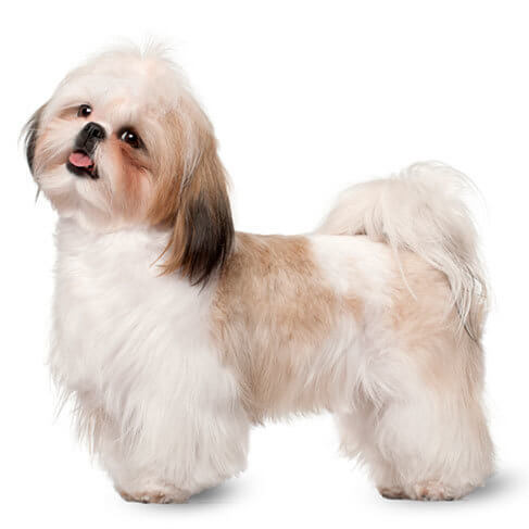 show me a picture of a shih tzu