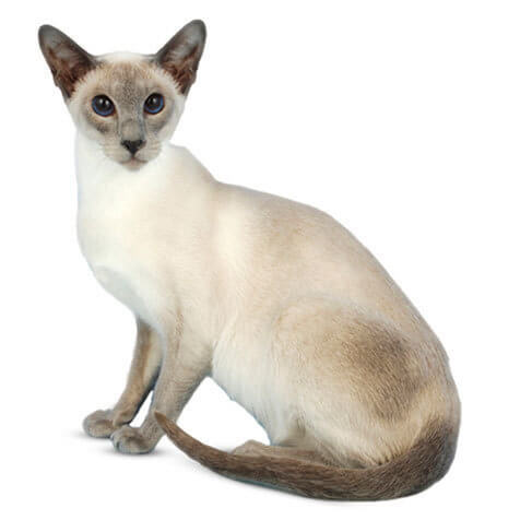 Siamese Personality Temperament And Lifespan Petplan