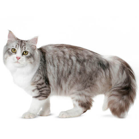 siberian long hair cat