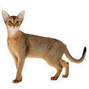 Abyssinian