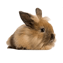 Angora