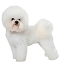 Bichon Frise