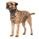 Border Terrier