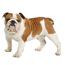 English Bulldog