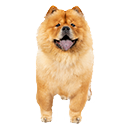 Chow Chow