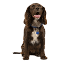 Cocker Spaniel