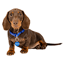 Dachshund