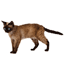 Devon Rex