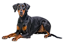 Dobermann