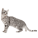 Egyptian Mau