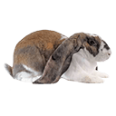 English Lop