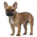 Cockapoo Dog Breed: Temperament, Life Span, Grooming & more | Petplan