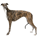 Greyhound