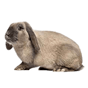 Holland Lop