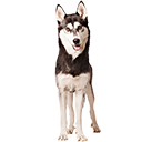 Husky