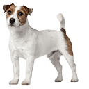 Jack Russell Terrier