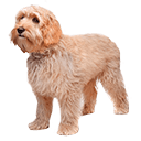 Labradoodle