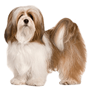 Lhasa Apso