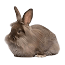 Lionhead