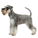 Miniature Schnauzer