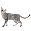 Oriental Shorthair