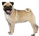 Pug