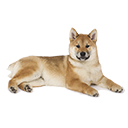 Shiba Inu