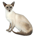 Siamese