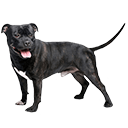 Staffordshire Bull Terrier