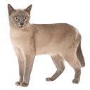 Tonkinese