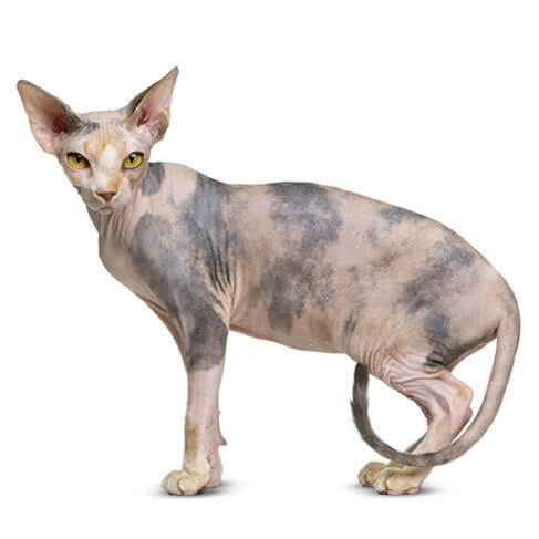 sphynx