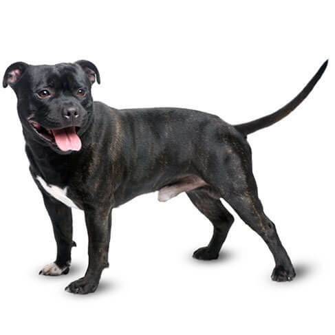 a staffordshire bull terrier