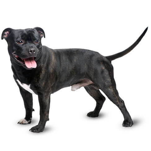 buy staffordshire bull terrier