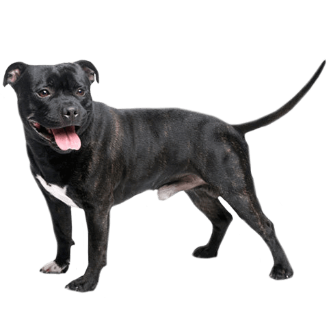 are bones easily digested by a american staffordshire terrier