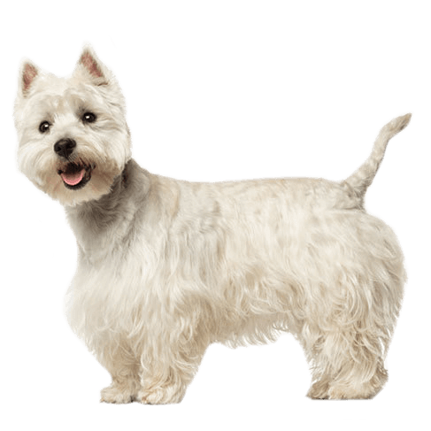 white west highland terrier