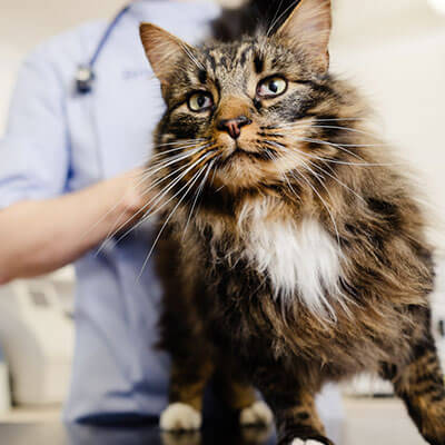 Cat at the vet