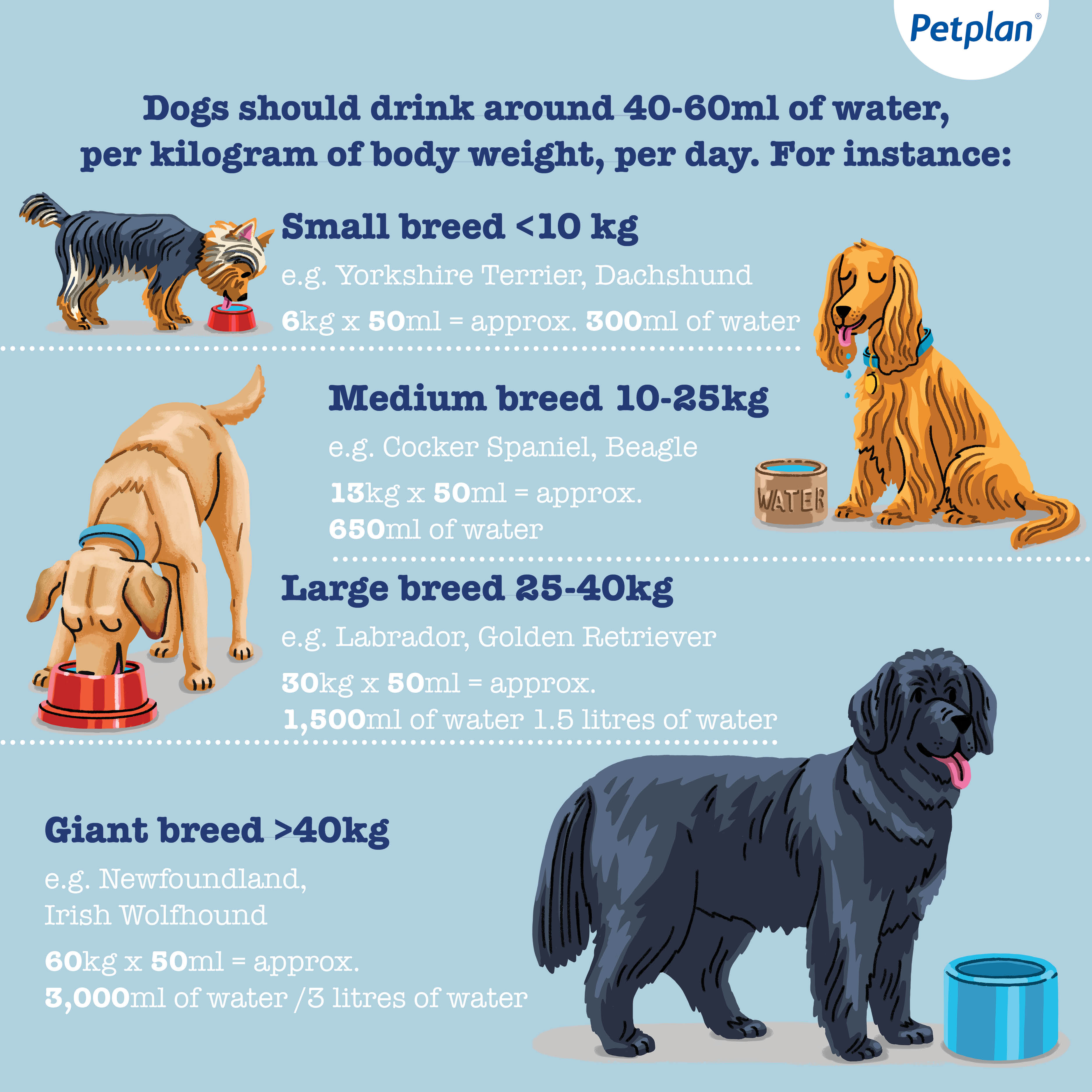 dogs not drinking water infographic