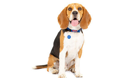 Beagle profile