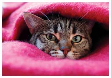 Benefits of pet insurance Petplan