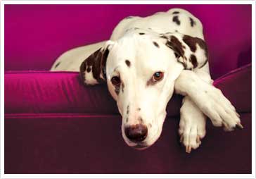 Petplan behaviourist hotsell cover