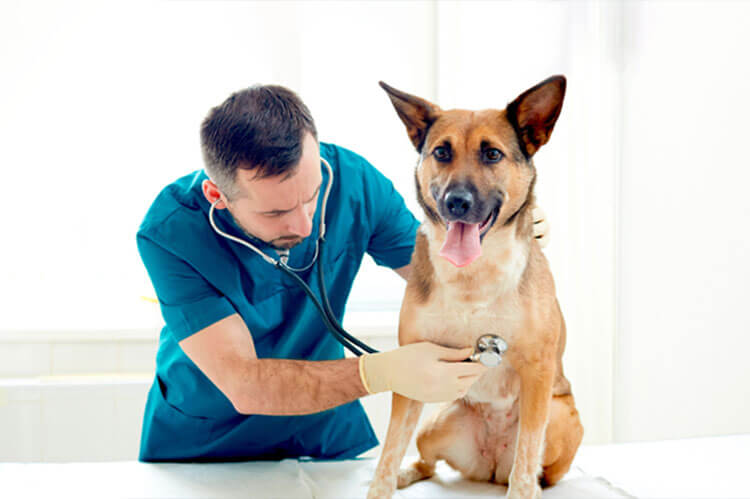 Pet insurance UK Insurance for dogs, cats and rabbits