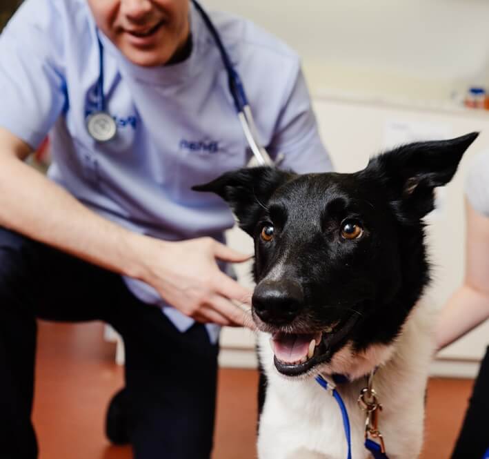 vet with dog