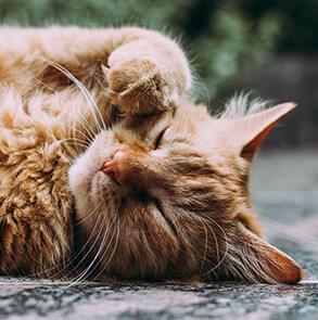 ginger cat on the floor