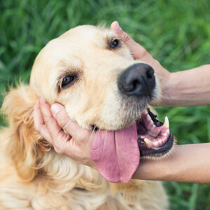 Happy retriever