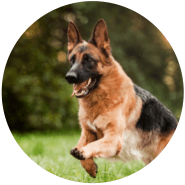 German Shepherd